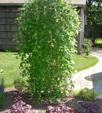healthy sized girls naked dwarf weeping pussy willow tree